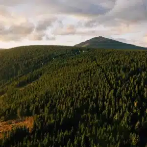 Un bosque de arriba