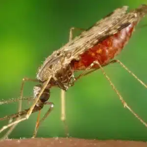 Estudio de mosquito para anticuerpo contra la malaria