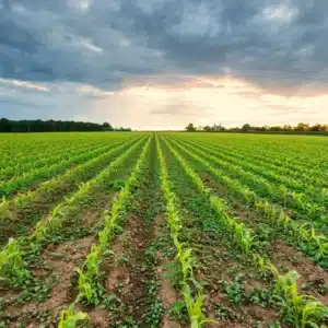 Campo de agricultura. La bioacústica de las plantas puede ayudar mucho