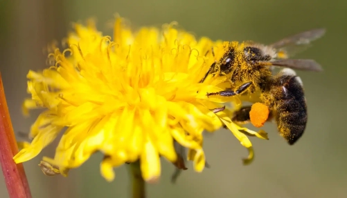 Abeja polinizando. La bioacustica de las plantas la siente.