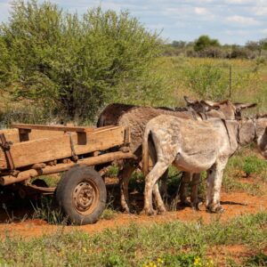 Carro tirado por burros